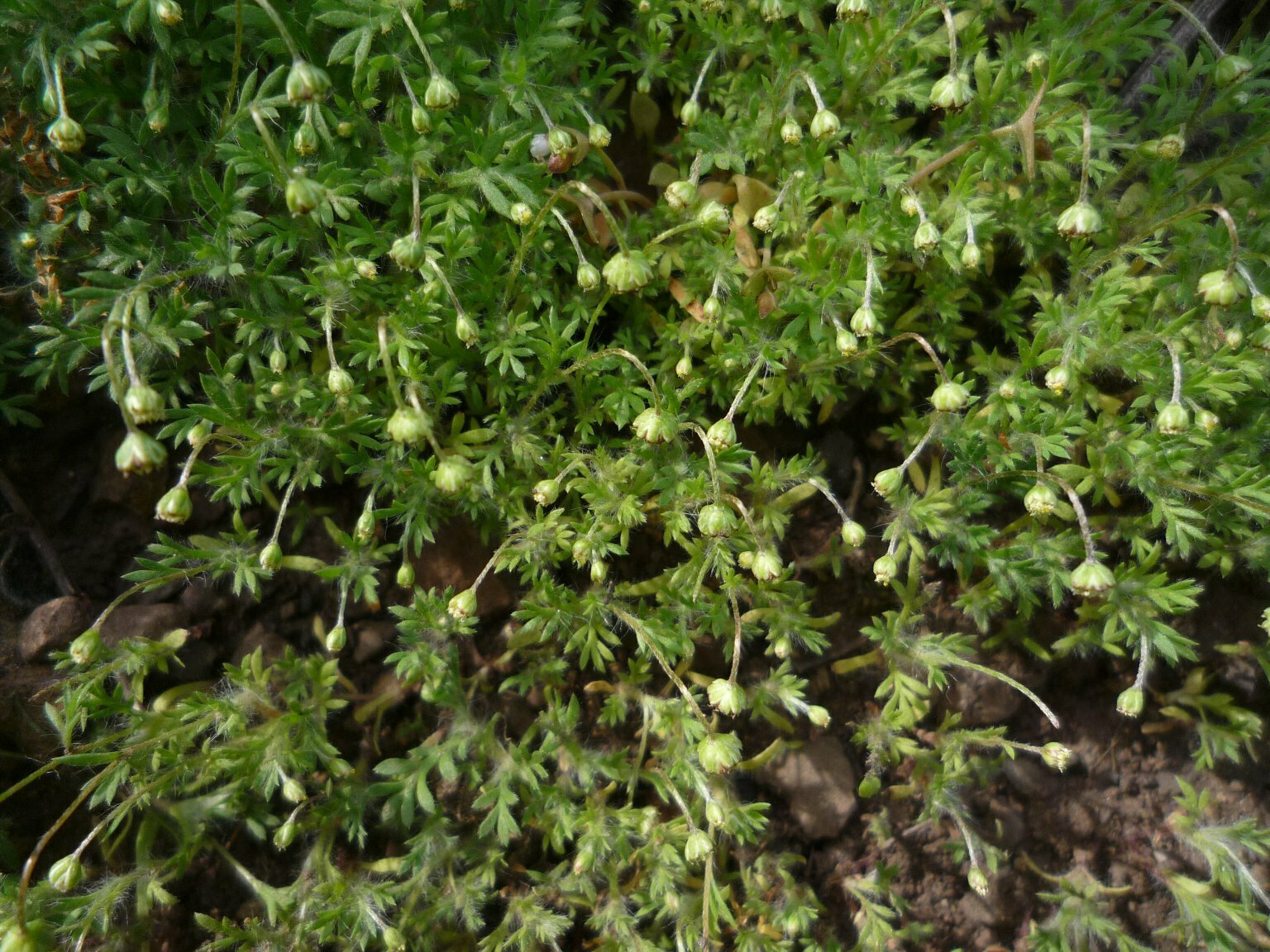 High Resolution Cotula australis Leaf